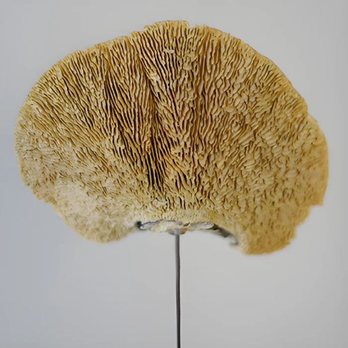 Natural Dried Shelf Mushroom