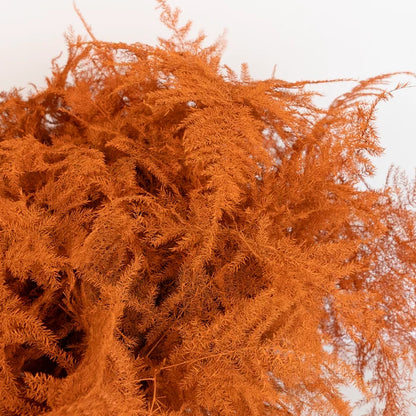 Orange Enhanced Plumosa Fern Greenery Close Up - Image