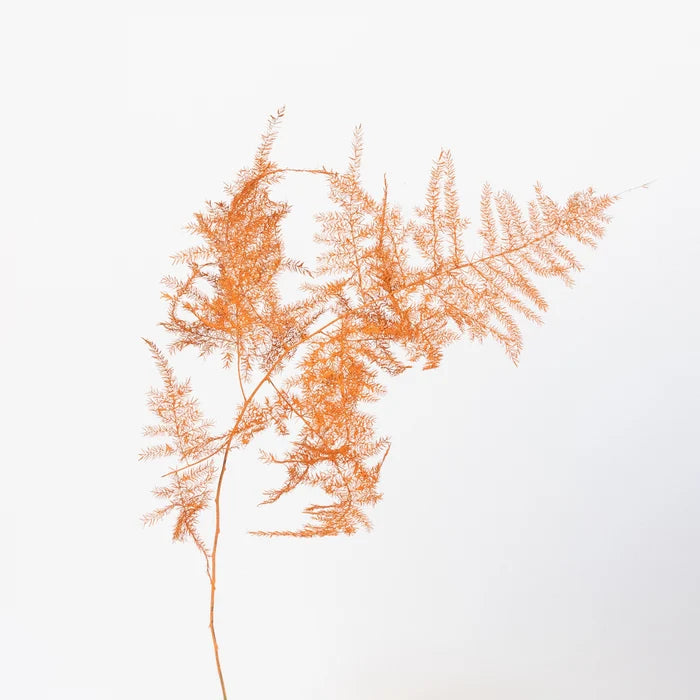 Orange Enhanced Plumosa Fern Greenery Stem - Image