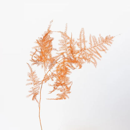 Orange Enhanced Plumosa Fern Greenery Stem - Image