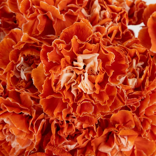 Persimmon Tinted Carnation Flowers Close Up - Image