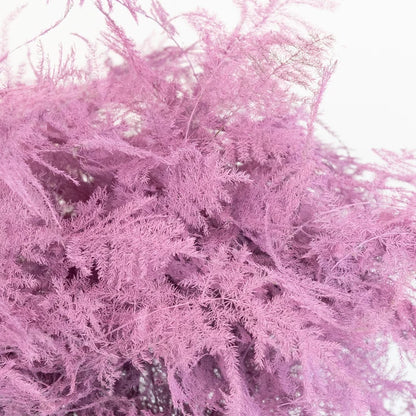Pink Enhanced Plumosa Fern Greenery Close Up - Image