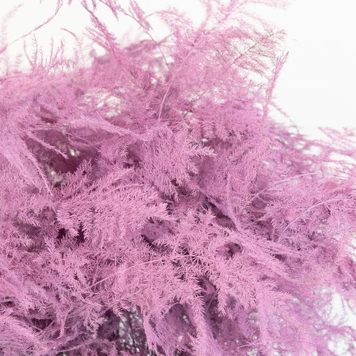 Pink Enhanced Plumosa Fern Greenery Close Up - Image