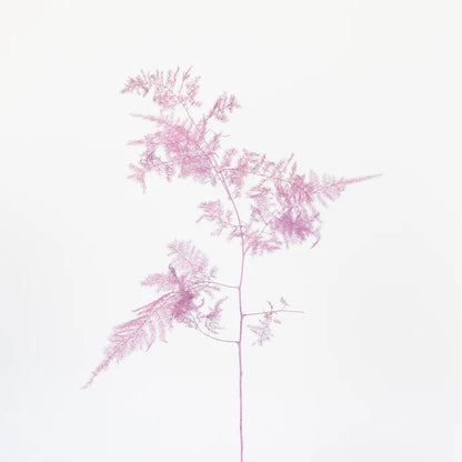 Pink Enhanced Plumosa Fern Greenery Stem - Image