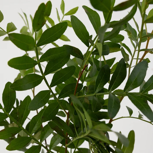 Pistachia Greenery Close Up - Image