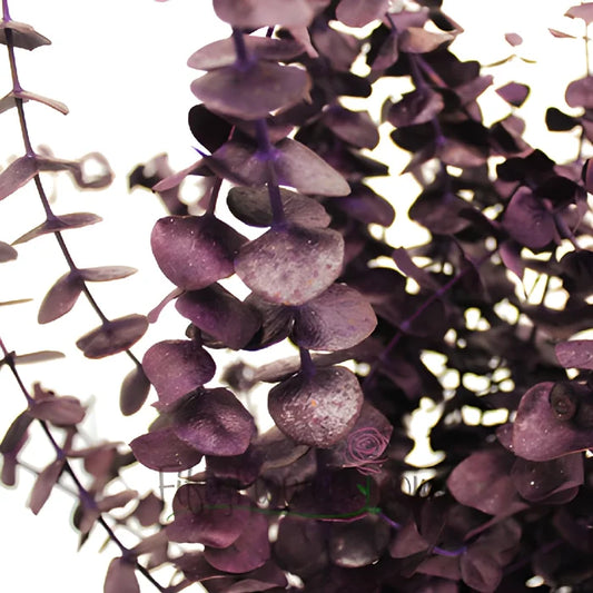 Eggplant seeded Eucalyptus Wholesale