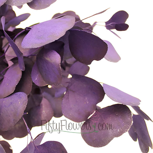 Purple Tinted Silver Dollar Eucalyptus Greenery