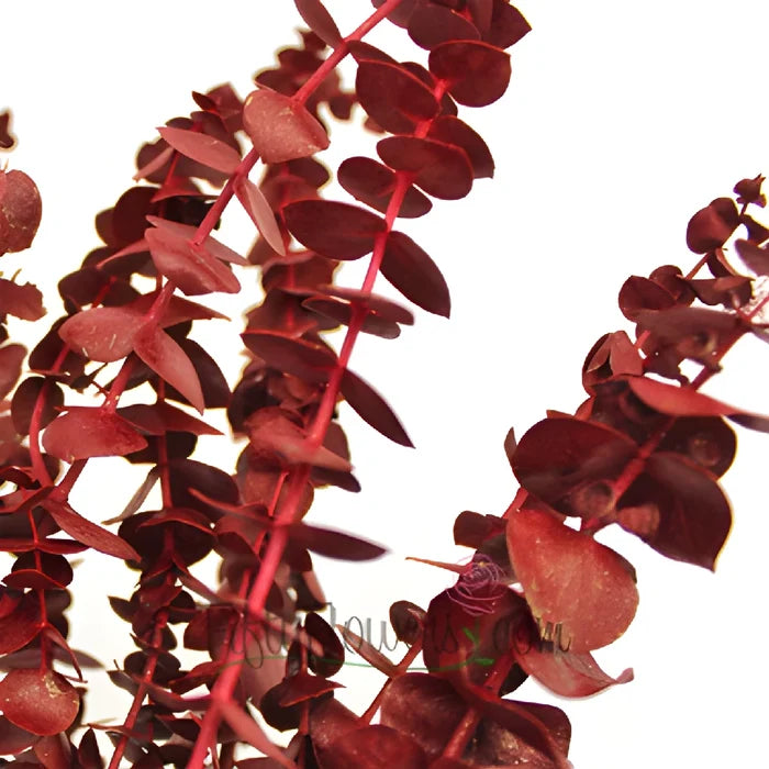 Red Baby Eucalyptus Wholesale