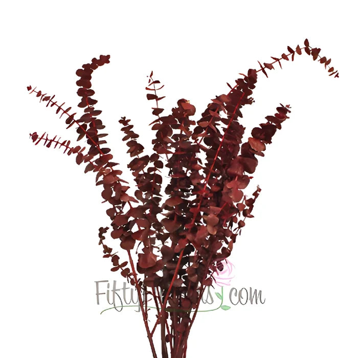 Red Baby Blue Eucalyptus Wholesale