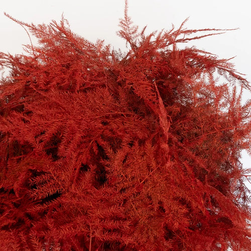 Red Enhanced Plumosa Fern Greenery Close Up - Image