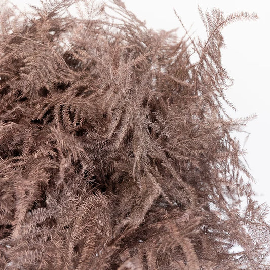 Rose Gold Enhanced Plumosa Fern Greenery Close Up - Image