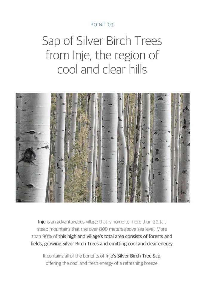 Silver birch trees with text about Inje, a region known for its cool and clear hills.