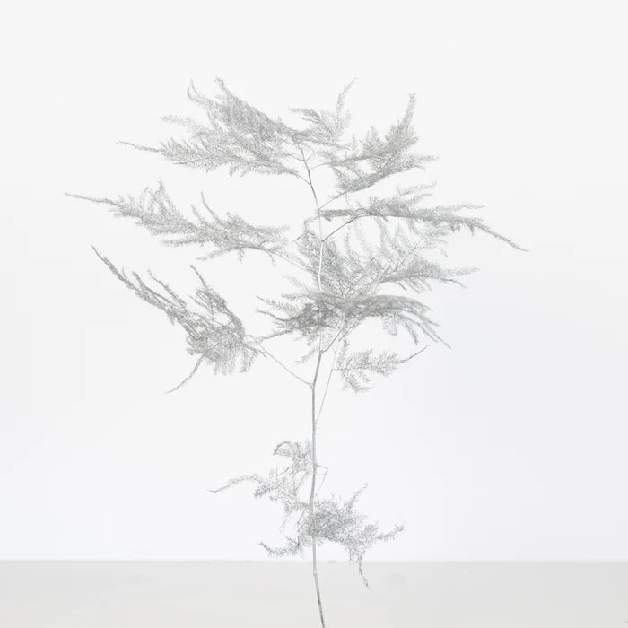 Silver Enhanced Plumosa Fern Greenery Stem - Image