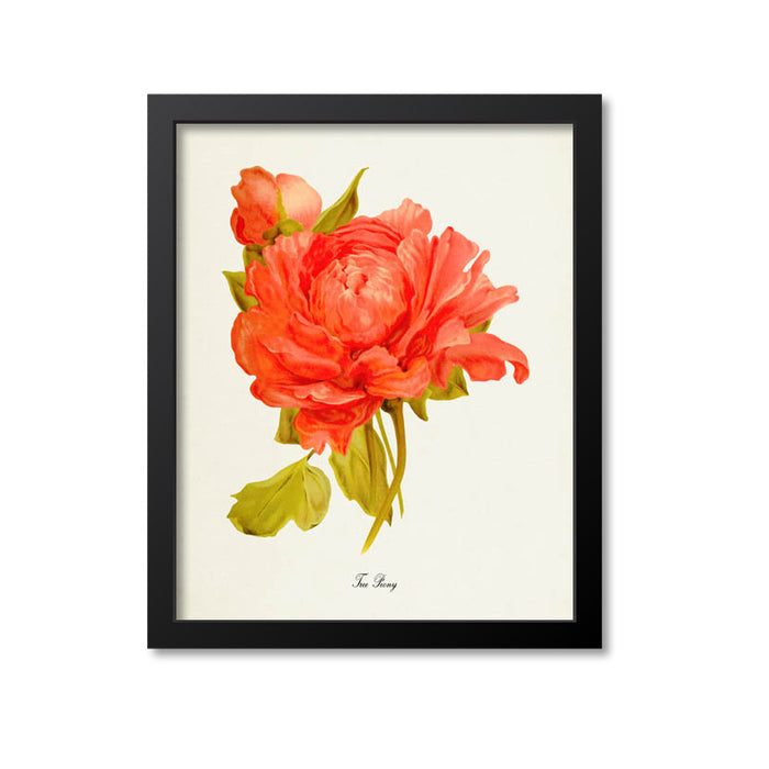 Tree Peony Flower Art Print, Orange, Salmon